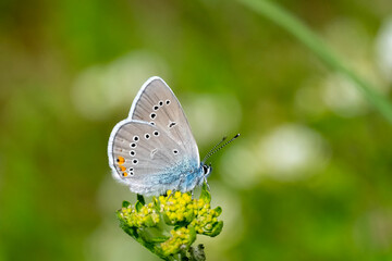 Çokgözlü Güzel Mavi » Polyommatus bellis » Greek Mazarine Blue