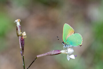  Zümrüt » Callophrys rubi » Green Hairstreak