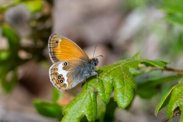 Satyridae / Funda Zıpzıp Perisi / Pearly Heath / Coenonympha arcania
