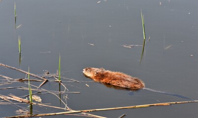 Nutria (water rat) swimming among reeds