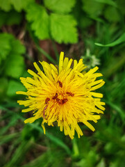 Beetles crawl over a dandelion flower, flowers and insects family on green grass background