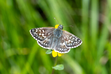 Hesperiidae / Sarı Bantlı Zıpzıp / Yellow-banded Skipper / Pyrgus sidae