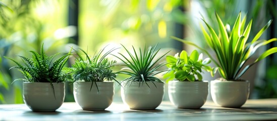 Group of plants on table