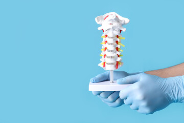 Male doctor holding spine model on blue background