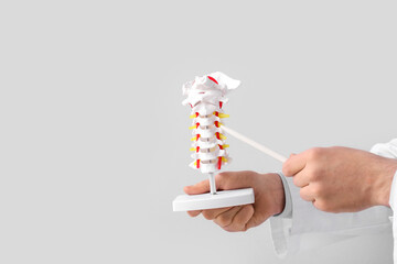 Male doctor demonstrating spinal anatomy with vertebral column model on grey background