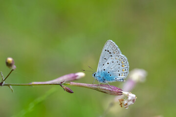 Lycaenidae / Çokgözlü Mavi / Common Blue / Polyommatus icarus	


