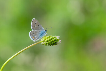 Çokgözlü Güzel Mavi » Polyommatus bellis » Greek Mazarine Blue © Yasin