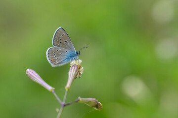 Çokgözlü Güzel Mavi » Polyommatus bellis » Greek Mazarine Blue © Yasin
