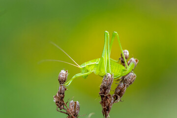 praying mantis on a leaf