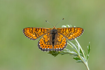  Nazuğum » Euphydryas aurinia » Marsh Fritillary