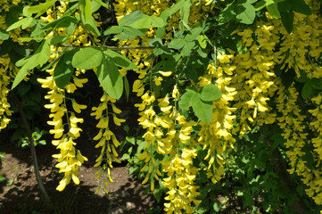 Common golden rain (Laburnum anagyroides) blooms in nature