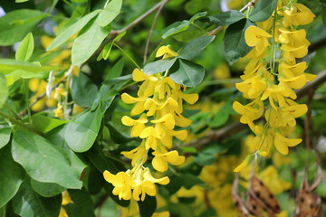 Common golden rain (Laburnum anagyroides) blooms in nature
