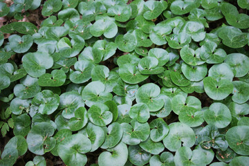 Asarum europaeum grows in the forest