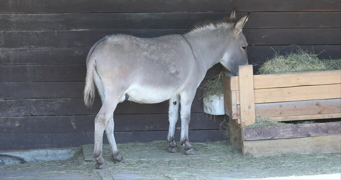 Adult donkey eating hay in a barn
