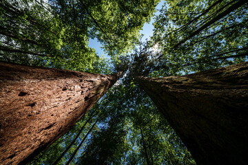 Sun shines through trees in the forest, creating a beautiful natural landscape, Sequoia Trees,...