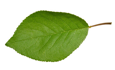 Green cherry leaf on white isolated background