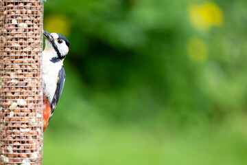 Male Great Spotted Woodpecker (Dendrocopos major) feeding on peanuts from a garden bird feeder in...