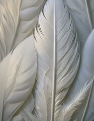 background texture white feathers