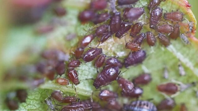 Colony of aphidoidea scavenging on garden plants
