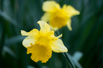 early signs of spring, close up of a wild bright yellow daffodil (Narcissus) flower in bloom