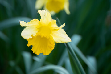 early signs of spring, close up of a wild bright yellow daffodil (Narcissus) flower in bloom