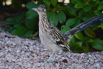 Shaded Closeup Of Road Runner Standing On Graveled Ground Path