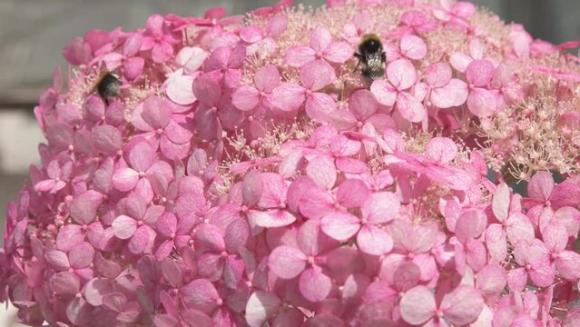 beautiful soft dust- pink hydrangea blossom with working bumblebee. macro footage