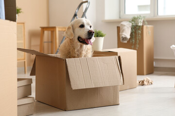 Cute Labrador dog sitting in box on moving day at home