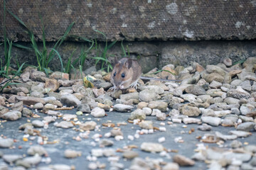 a wood mouse (long tailed field, Apodemus sylvaticus) feeding in a garden patio area