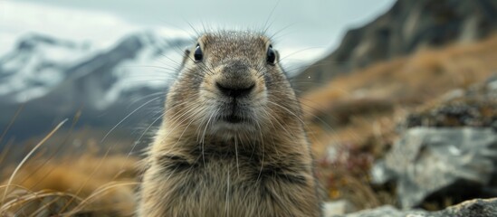 Close up of groundhog staring at camera