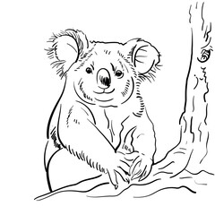 Koala Vector doodle image of silhouette of a on a white background, bear. Australian animal