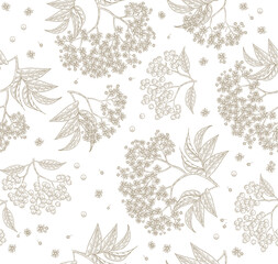 Elderflower seamless pattern. Elderberry, sambucus, elder flowers hand drawn. Vector illustration vintage.