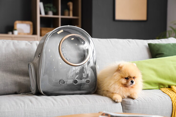 Cute Pomeranian dog with backpack carrier lying on sofa at home