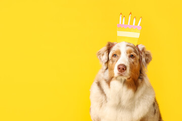 Cute Australian Shepherd dog with headband in shape of Birthday cake on yellow background