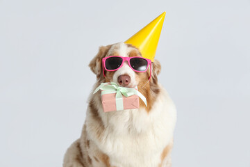 Cute Australian Shepherd dog in party hat with gift box celebrating Birthday on grey background