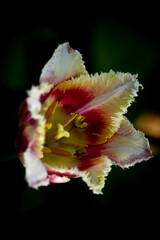  Macro of red Tulips blooming