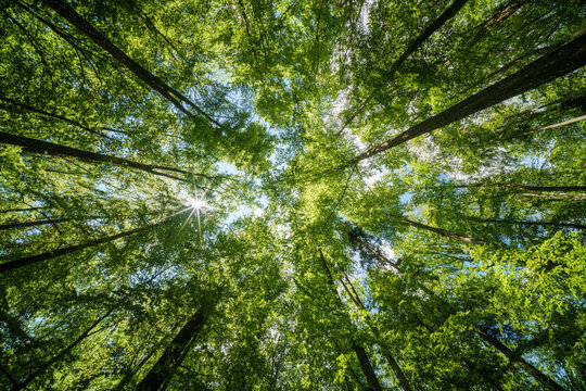 Observing the sun shining through the trees in a lush forest, sustainability