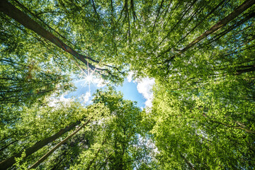 Observing the sun shining through the trees in a lush forest, sustainability