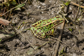 Close up of a Leopard Frog