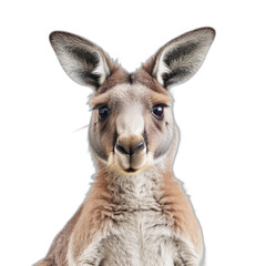 Obraz premium A kangaroo stands alert with a lush green backdrop. Its brown fur glistens in the sunlight as it gazes attentively. The serene environment highlights the kangaroo’s natural habitat.