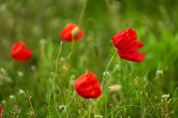 Fototapeta premium Poppy flowers in a field