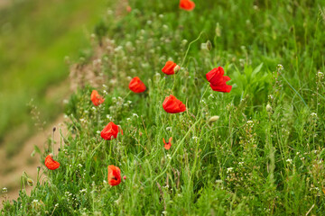 Poppy flowers in a field