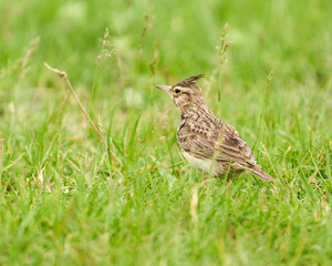 Crested lark in the grass