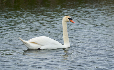Obraz premium Large white mute swan on a lake