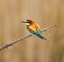 Obraz premium Bee-eater bird perched