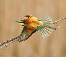 Bee-eater bird perched