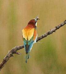 Bee-eater bird perched