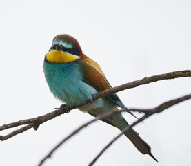 Bee-eater bird perched