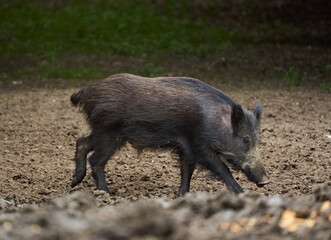 Juvenile wild hog in the forest