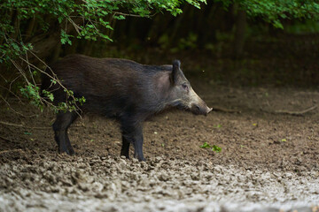 Juvenile wild hog in the forest